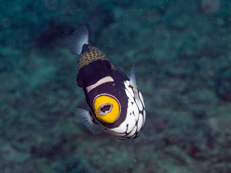 Seaventures House Reef, Picasso Trigger Fish